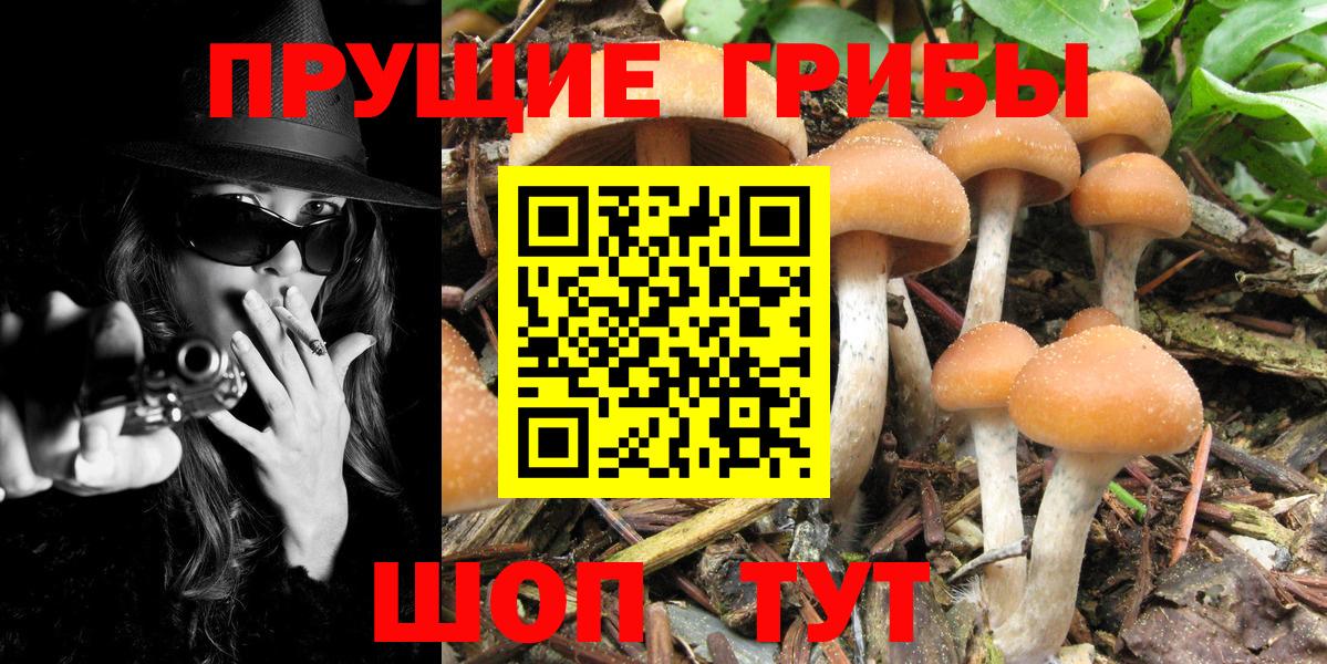 Псилоцибиновые грибы Psilocybine cubensis Апатиты